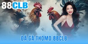 Đá Gà Thomo 88CLB