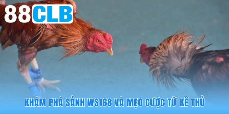 Mẹo cược đá gà trực tuyến 88CLB gồm phân tích chiến kê